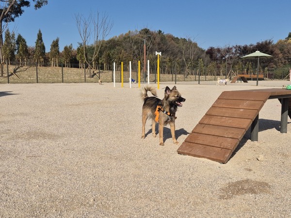 반려동물 놀이터 현장(사진 제공=홍성군 축산과 동물보호팀)