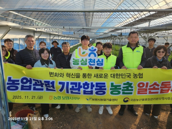 농협 보령시지부, 농심천심운동 감재배농가 일손돕기( 사진제공=농협 보령시지부)