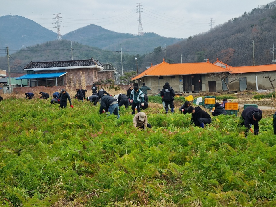 농촌 일손 돕기 봉사활동 단체 사진 및 활동 사진(사진제공=먹거리재단)