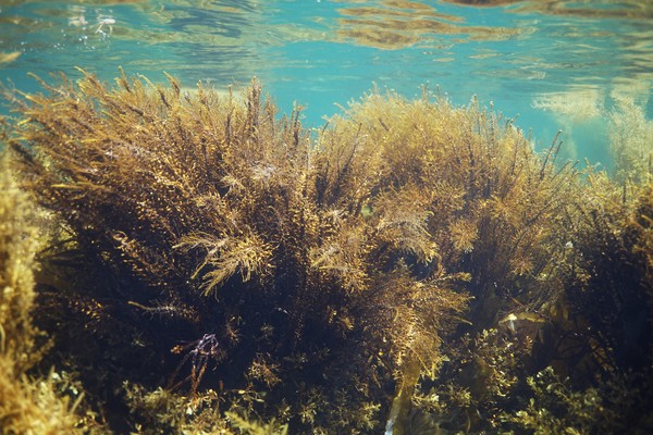  해양보호생물 및 멸종위기 야생생물 Ⅱ급 지정 해양식물인 '삼나무말'.(사진제공=국립해양생물자원관)