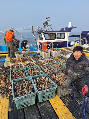 홍성군 남당항, 새조개에 이어 참소라 대풍까지 - 뉴스 썸네일 이미지
