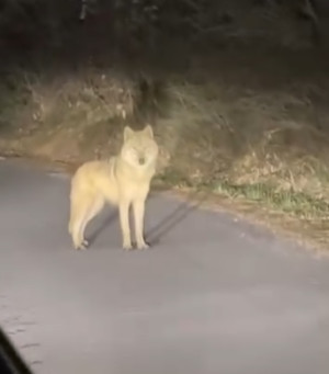 [기획시리즈-AI가 흔든 재난 대응 ②] 재난 현장 흔드는 허위 제보...골... - 뉴스 썸네일 이미지